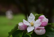 Chánh Kiến Trong Bát Chánh Đạo: Nền Tảng Của Trí Tuệ Và Sự Giác Ngộ Chánh Kiến Trong Bát Chánh Đạo: Nền Tảng Của Trí Tuệ Và Sự Giác Ngộ