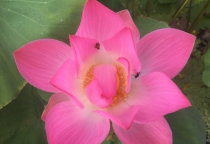 Chánh Ngữ Trong Bát Chánh Đạo: Lời Nói Chân Thật Đưa Đến An Lạc Chánh Ngữ Trong Bát Chánh Đạo: Lời Nói Chân Thật Đưa Đến An Lạc