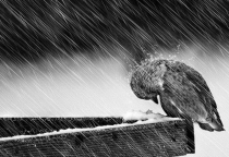 Khổ Cũng Là Một Loại Phước Báu