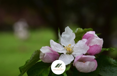 Chánh Kiến Trong Bát Chánh Đạo: Nền Tảng Của Trí Tuệ Và Sự Giác Ngộ