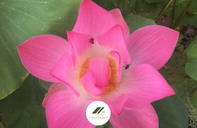 Chánh Ngữ Trong Bát Chánh Đạo: Lời Nói Chân Thật Đưa Đến An Lạc